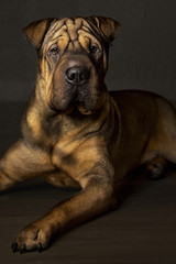  Portrait of Red Wrinkled Sharpei Dog