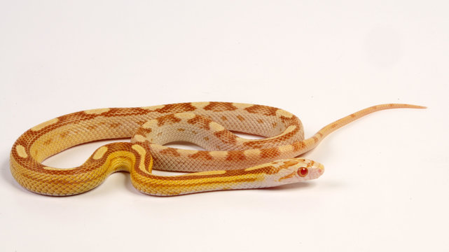 Kornnatter (Pantherophis guttatus) - corn snake
Butter Motley