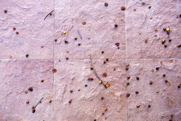 The seeds of the trees on the stone plate   