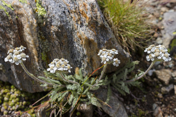 Alpine flower Achillea nana (Dwarf alpine yarrow) at 2850 m. of altitude. The plants of the genus...