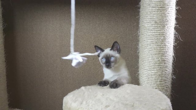 Young cat, kitten, Siam oriental group, Mekong bobtail