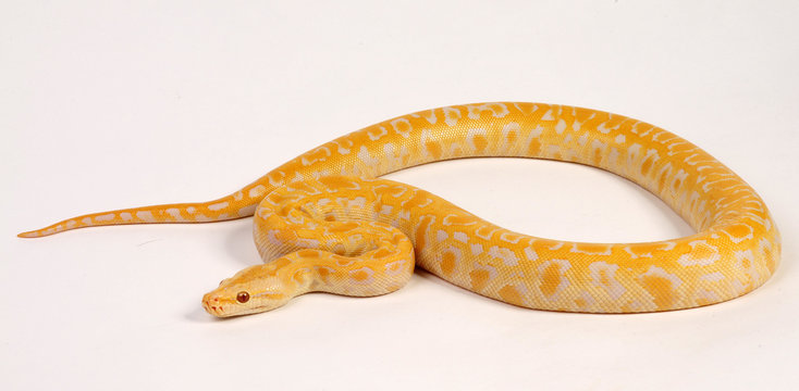 Dunkler Tigerpython (Python molurus bivittatus) - Indian python - Albino