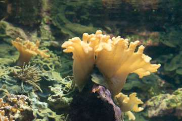 Close up of coral reef with green background