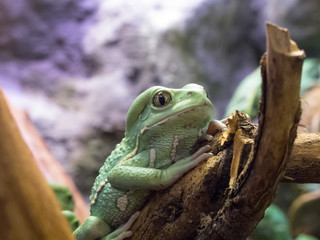Green Big Frog on Wooden Tree Branch in Zoo 2014 Riga Latvia