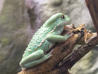 Green Big Frog on Wooden Tree Branch in Zoo 2014 Riga Latvia