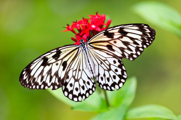 Fototapeta na wymiar Big butterfly paper kit (idea leuconoe) on red blossom, Australia