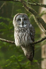 Fototapeta premium Great Gray Owl - Chouette Lapone