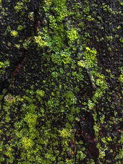 wet bark of a tree covered with green moss