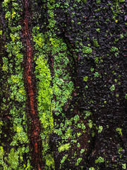 wet bark of a tree covered with green moss