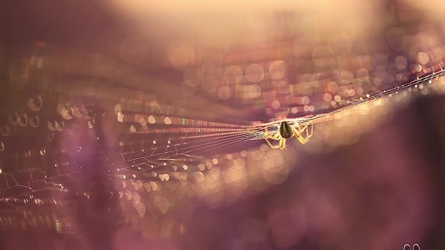Spider on web with colorful floreal background