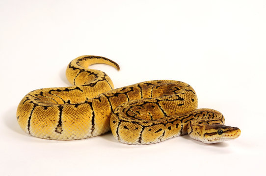 K&ouml;nigspython (Python regius) - Ball python