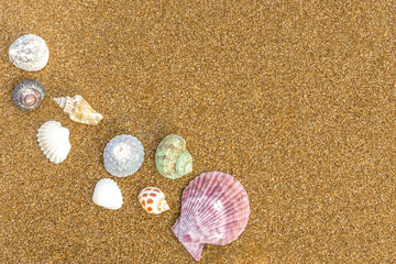 Seashells on the beach 37