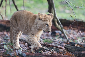 Lion d'Angola