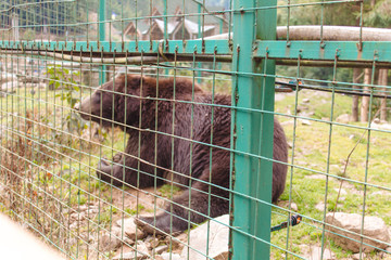 brown bear in the reserve behind bars