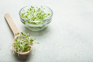 Sprouts of a micro-seated salad on a white background. Diet for weight loss, a stimulant of...