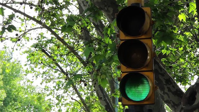 Traffic light between the branches of a tree, in Buenos Aires. Argentina. 