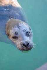 Naklejka premium Seal