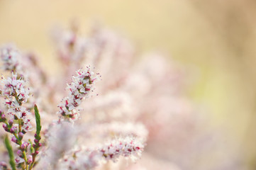 macro view of flower tamarisk. soft focus. pink fluffy tamarix branches. Tamarisk or Tamarix ramosissima pink flowers.
