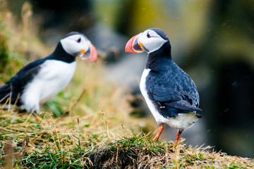 Puffins