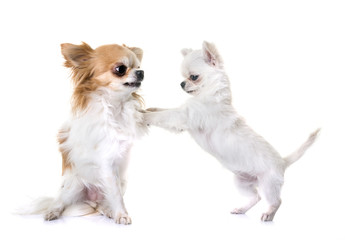 Obraz premium puppy and adult chihuahua