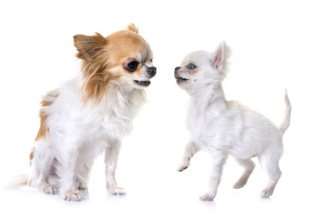 puppy and adult chihuahua