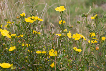 wild yellow flowers bloom in spring on the green grass of the field