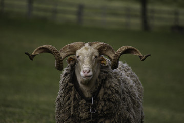 sheep with curly horns