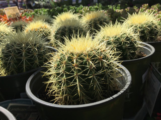 Backlit Cactus Succulent Variety at Local Market