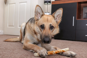 German Shepard Pet Dog Laying on Floor