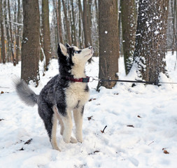 Husky puppy playing with snow 1