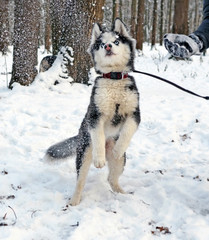 Naklejka premium Husky puppy playing with snow 2
