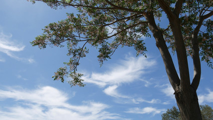 Cielo di campagna