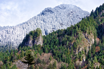 Fototapeta premium View of the mountains part of which is covered with snow and pine trees, and part of the green forest.