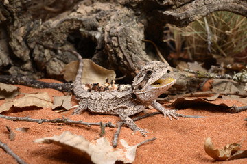 Westliche Bartagame / Zwergbartagame (Pogona minor) - western bearded dragon