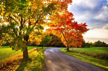 Maple tree with coloured leafs and asphalt road at autumn/fall daylight - obrazy, fototapety, plakaty