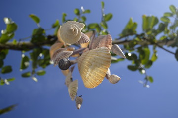 Conchas marinas colgando de un árbol 