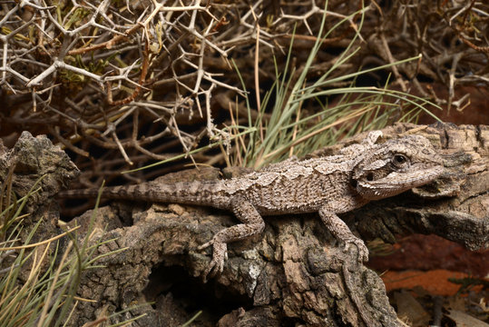 Westliche Bartagame / Zwergbartagame (Pogona minor) - western bearded dragon