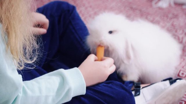 Blonde little girl is feeding the white rabbit a carrot.