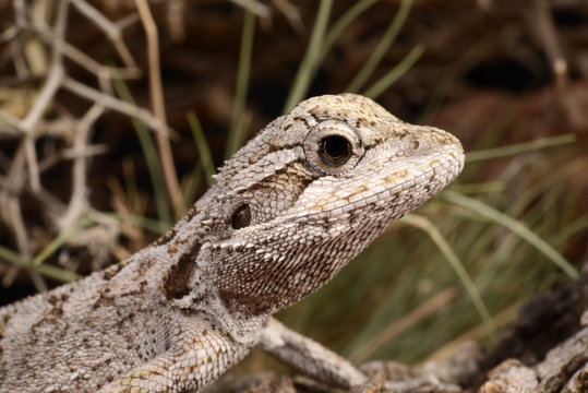 Westliche Bartagame / Zwergbartagame (Pogona minor) - western bearded dragon