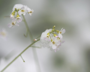 Fototapeta na wymiar Hirtentäschel (Capsella) im Schnee - Frühlingsblumen im Winter