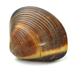Clam on white background