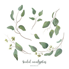 Eucalyptus seeded silver green designer art different foliage natural branches leaves tropical elements in watercolor style set, collection. Vector decorative beautiful elegant illustration for design