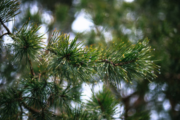Green pine branch with dew drops.
