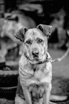 Monochrome portrait of a big beautiful dog