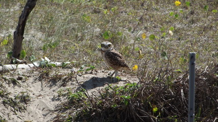 Owl living next to the beach