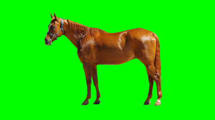 Fototapeta na wymiar Brown Horse Isolated on Chroma Key Green Background