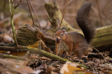 Red Squirrel portrait