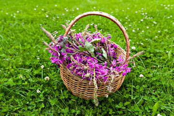 Fototapeta na wymiar Flowers willow tea flowers in a basket on the grass
