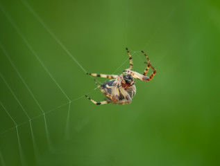 Spinne im Netz
