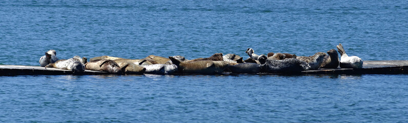 A group of harbor seals sunbathing on a floating dock. A group of mixed sexes, ages and colors side by side on a floating jetty in a coastal harbour area. Whaler Island, Crescent City, California.